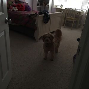 Meet your Posher, Susan